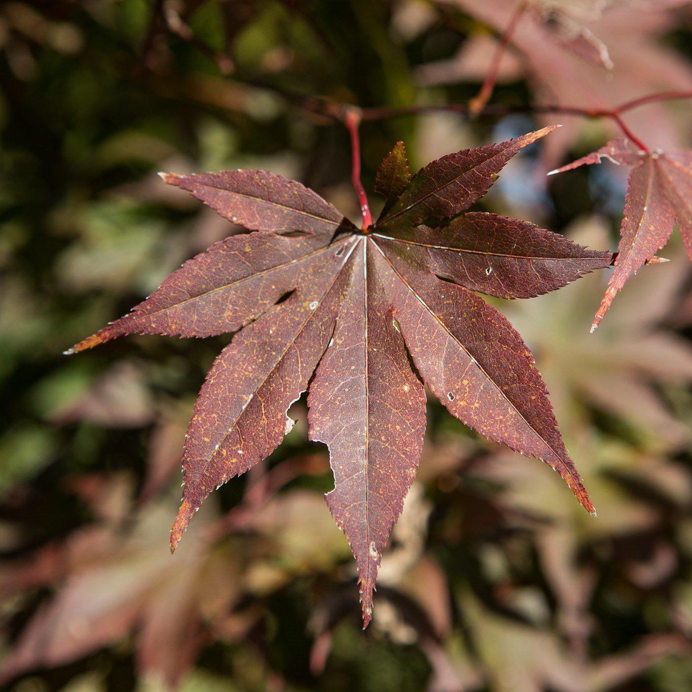 Acer Palmatum 'bloodgood' - View 16 from www redcrocus com