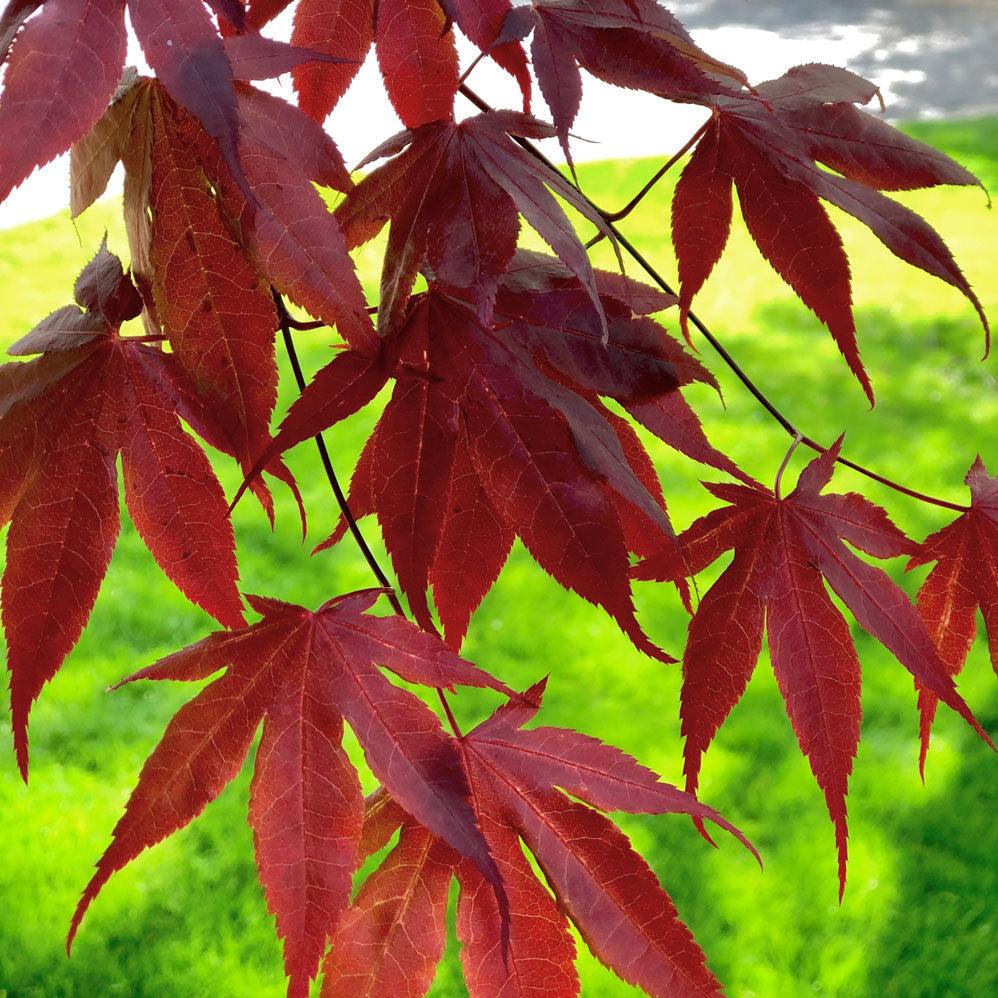 Acer Palmatum 'bloodgood' - View 24 from www redcrocus com