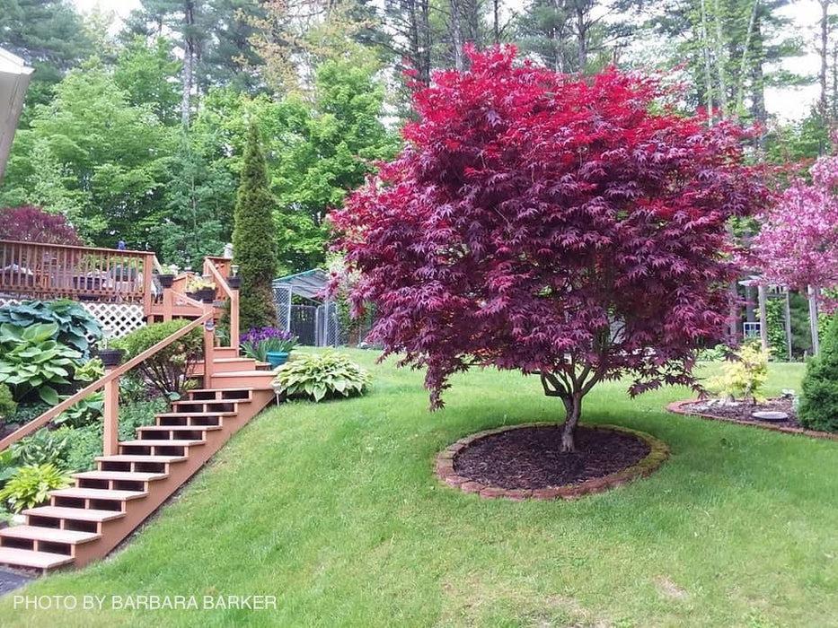Acer Palmatum 'bloodgood' - View 2 from www redcrocus com