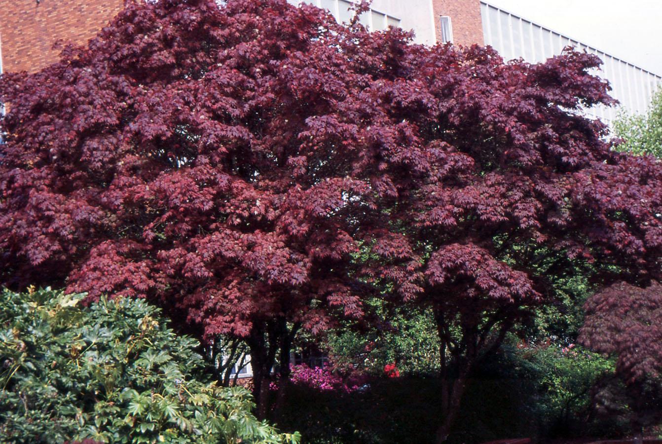 Acer Palmatum 'bloodgood' - View 31 from www redcrocus com