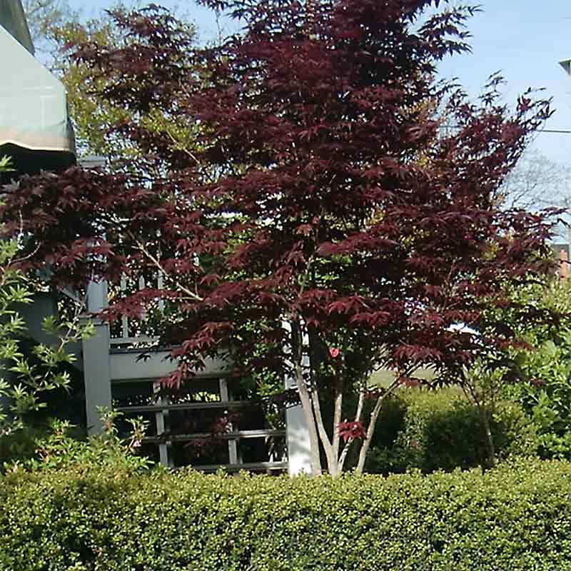 Acer Palmatum 'bloodgood' - View 34 from www redcrocus com