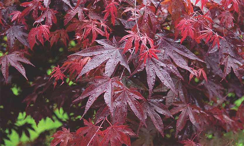Acer Palmatum 'bloodgood' - View 37 from www redcrocus com