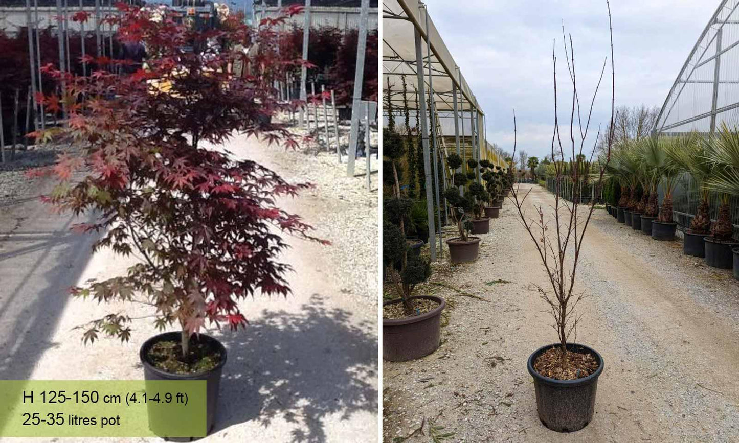 Acer Palmatum 'bloodgood' - View 39 from www redcrocus com