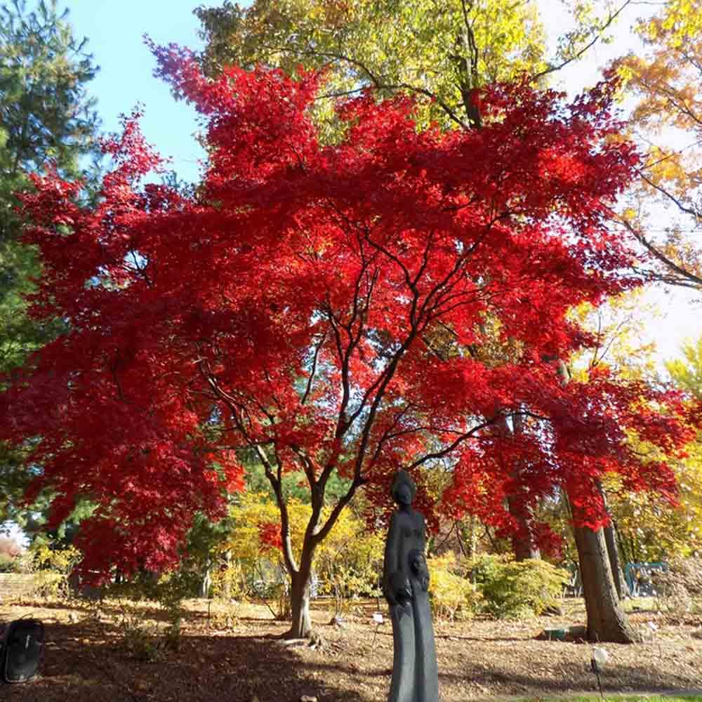 Acer Palmatum 'bloodgood' - View 6 from www redcrocus com