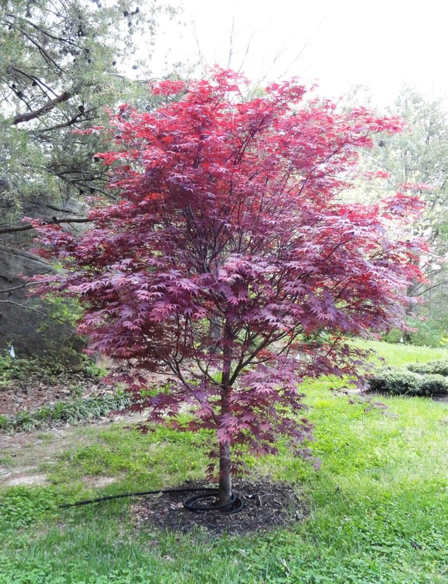 Acer Palmatum 'bloodgood' - View 8 from www redcrocus com