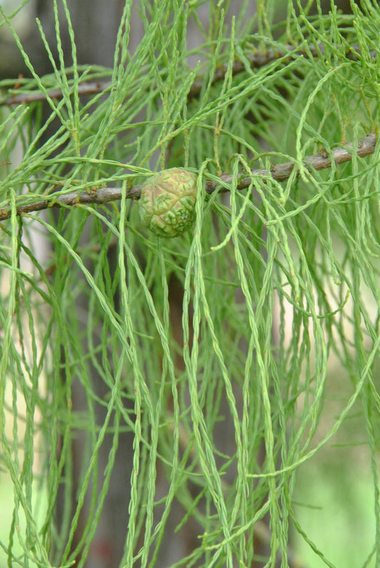 Taxodium Distichum Single Stem - View 10 from www redcrocus com