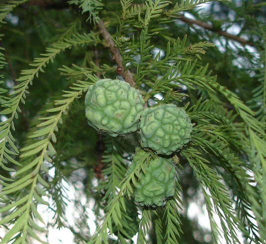 Taxodium Distichum Single Stem - View 11 from www redcrocus com