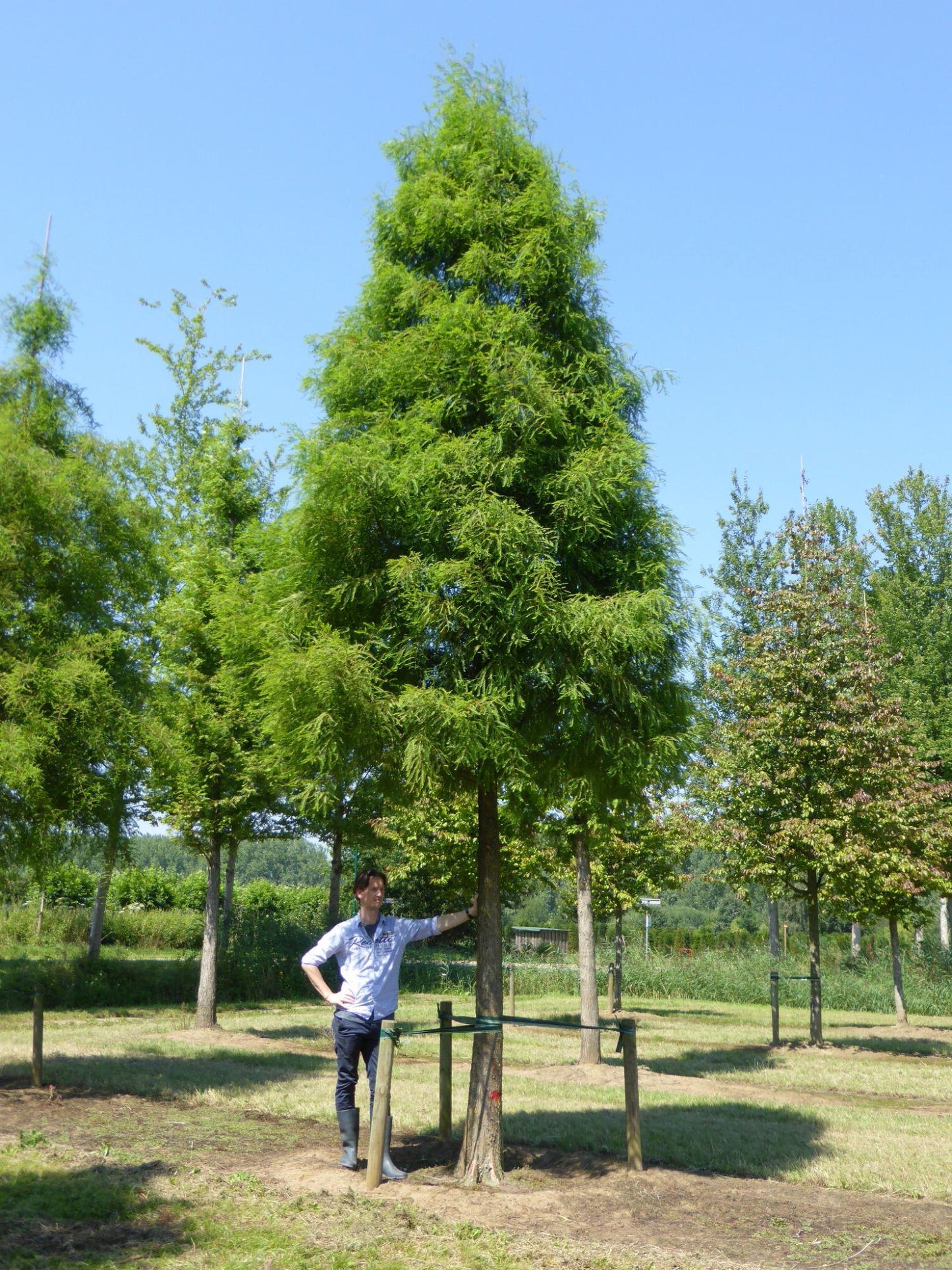 Taxodium Distichum Single Stem - View 13 from www redcrocus com