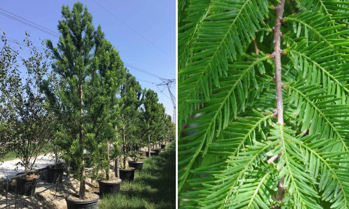 Taxodium Distichum Single Stem - View 14 from www redcrocus com