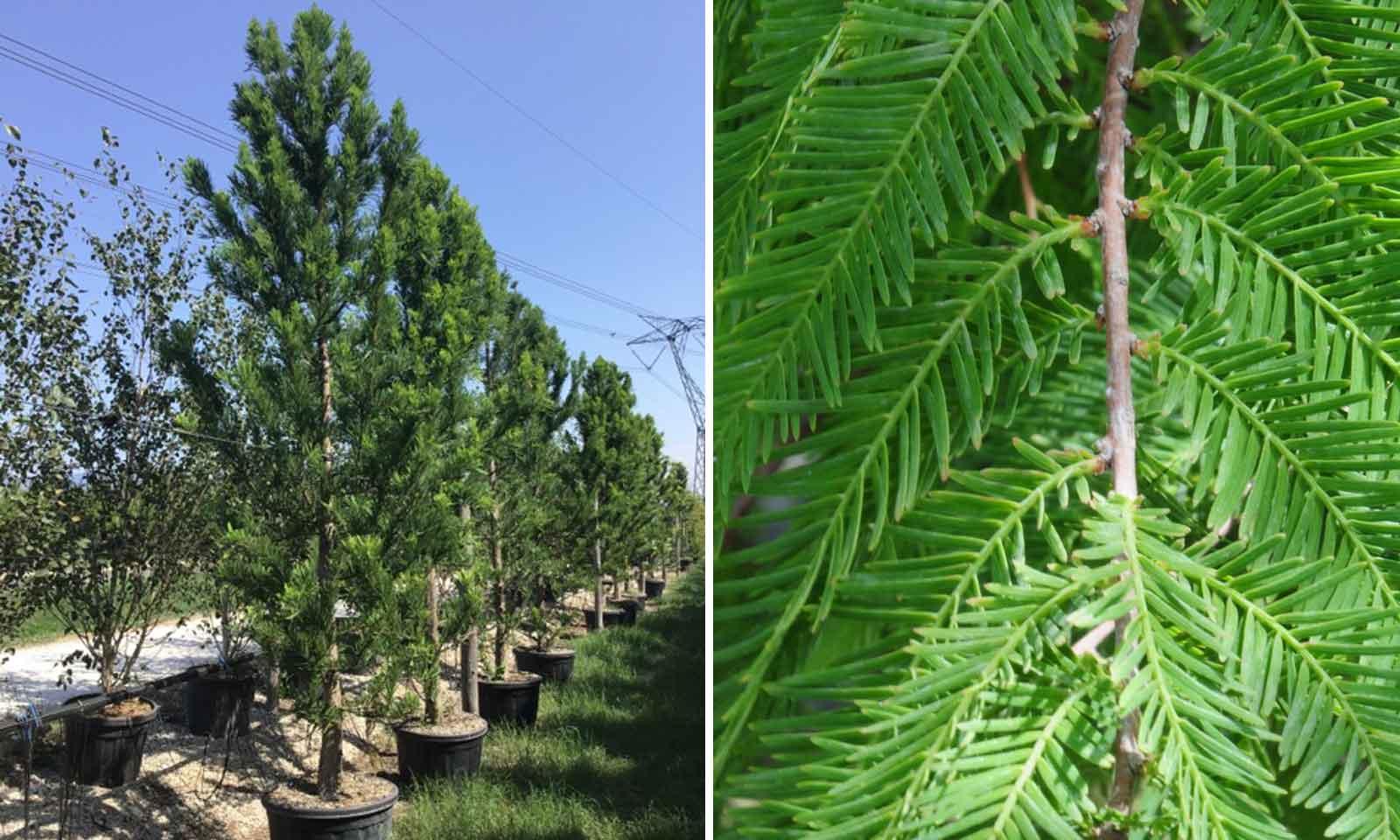 Taxodium Distichum Single Stem - View 14 from www redcrocus com