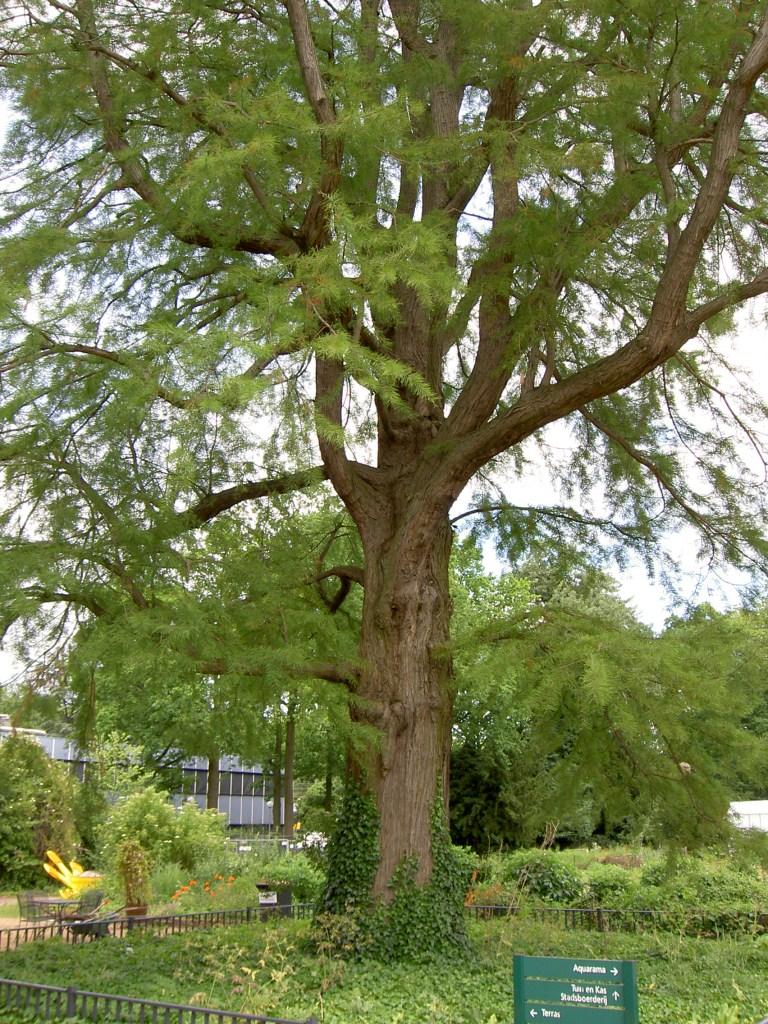 Taxodium Distichum Single Stem - View 18 from www redcrocus com