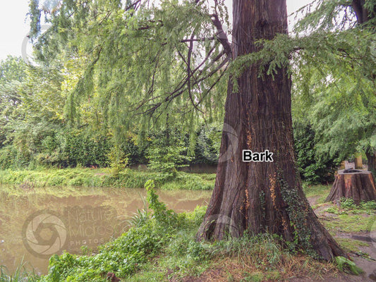 Taxodium Distichum Single Stem - View 1 from www redcrocus com