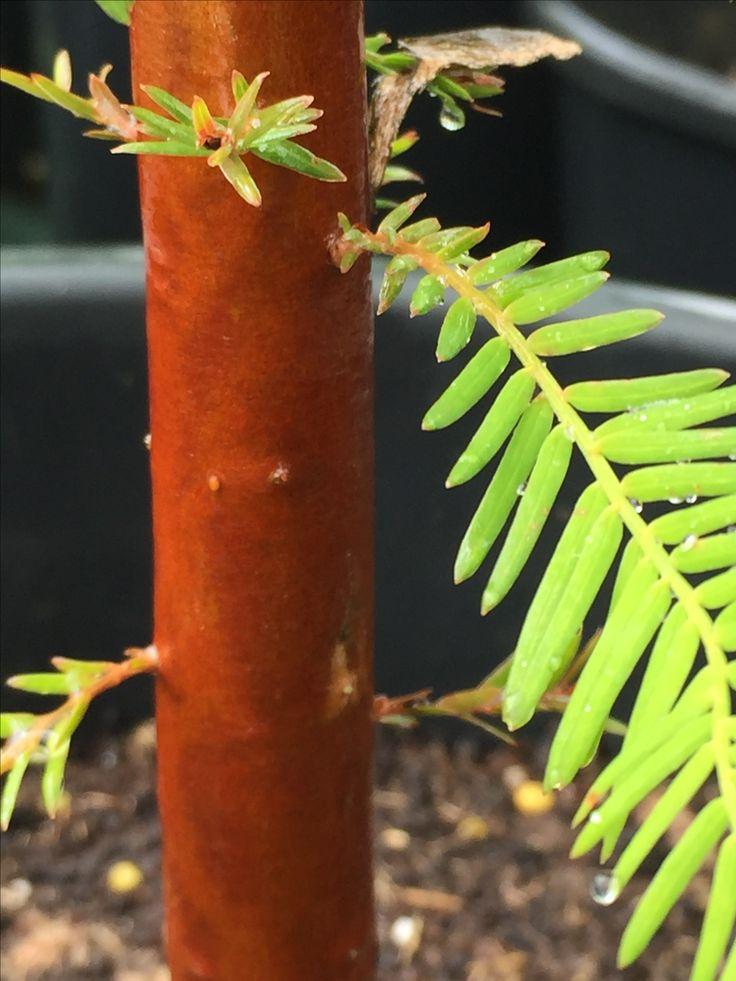 Taxodium Distichum Single Stem - View 2 from www redcrocus com