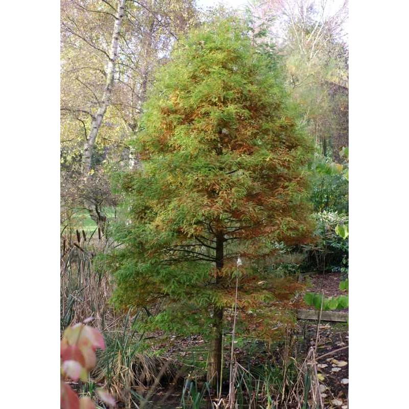 Taxodium Distichum Single Stem - View 8 from www redcrocus com