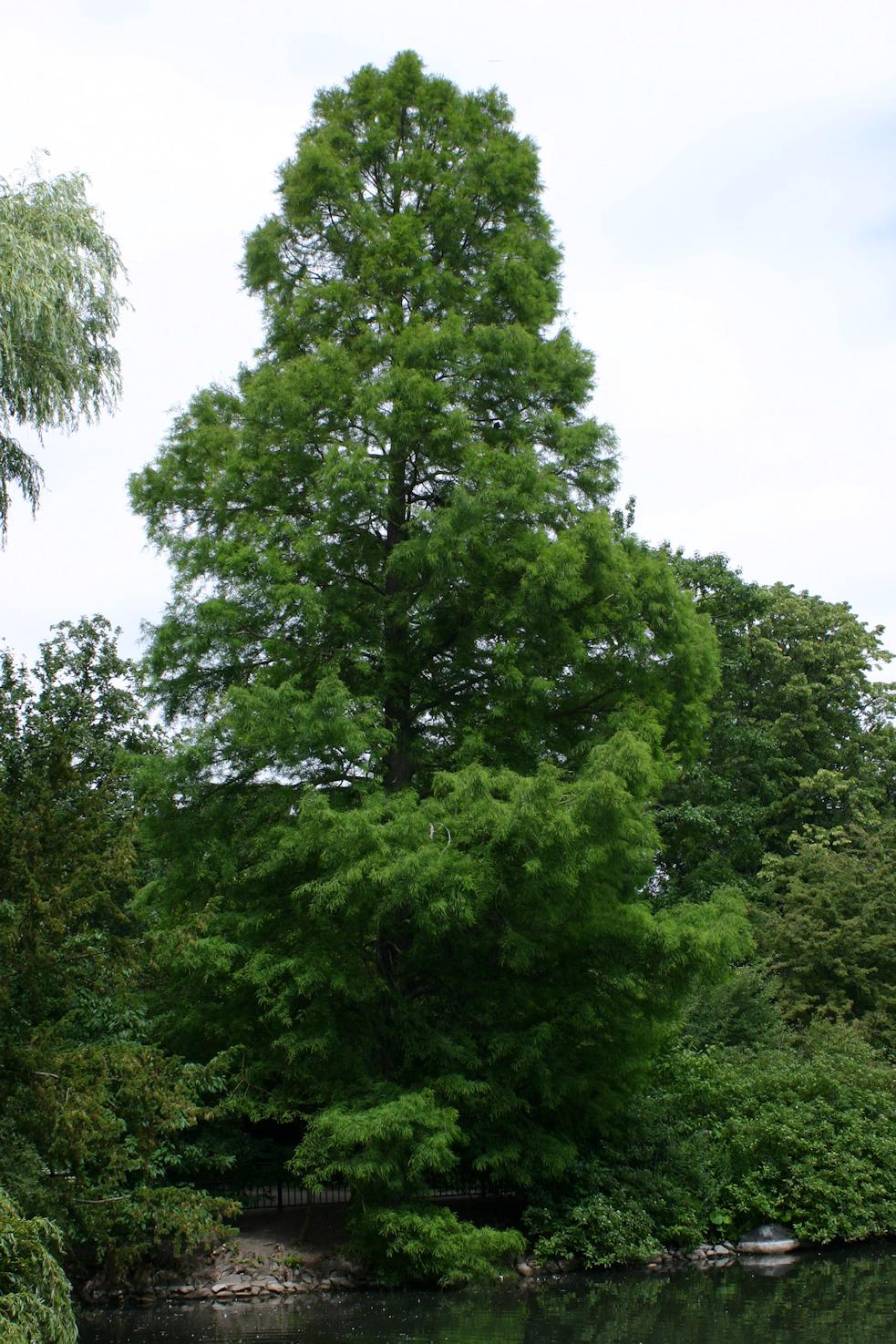 Taxodium Distichum Single Stem - View 9 from www redcrocus com