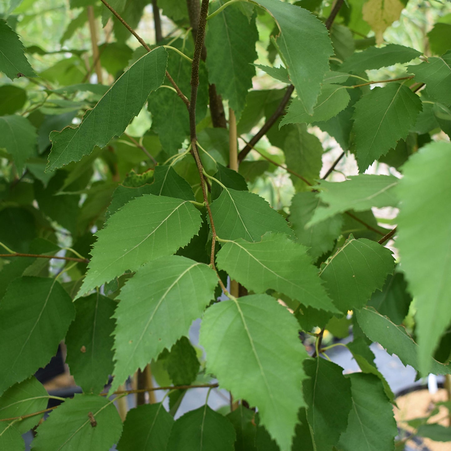 Betula Papyrifera Renaissance Oasis Multi Stem - View 9 from www redcrocus com