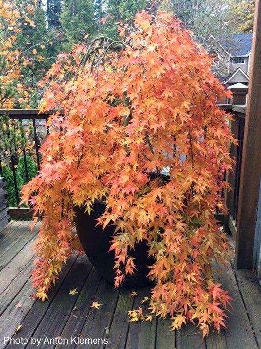 Acer Palmatum 'ryusen' - View 1 from www redcrocus com