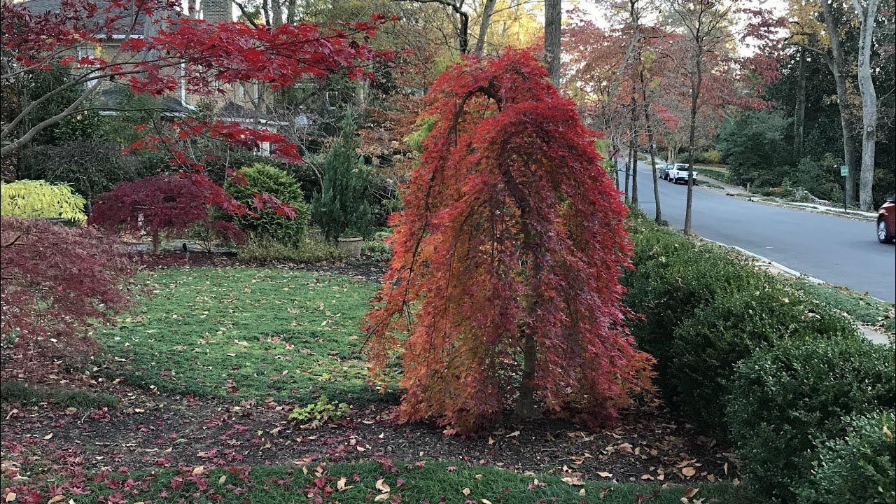 Acer Palmatum 'ryusen' - View 23 from www redcrocus com