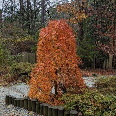 Acer Palmatum 'ryusen' - View 3 from www redcrocus com