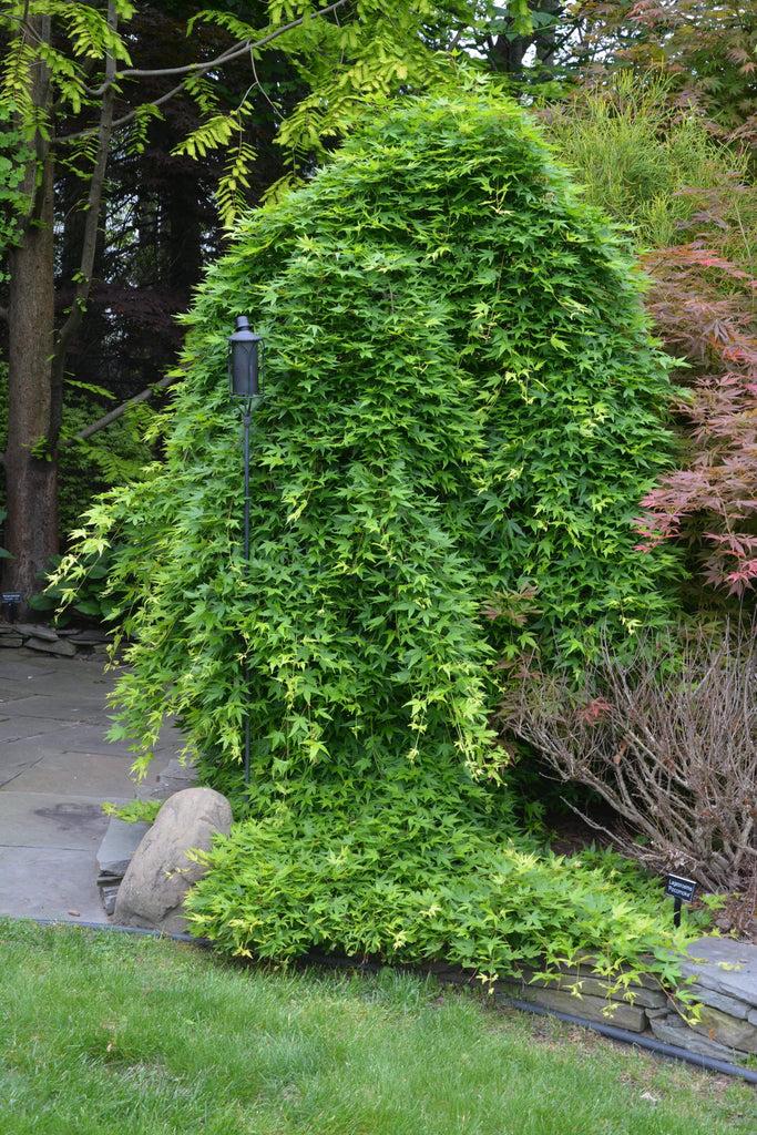 Acer Palmatum Ryusen - View 10 from www redcrocus com