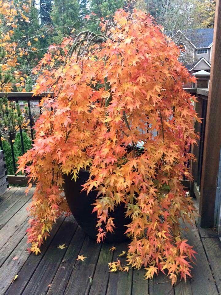 Acer Palmatum Ryusen - View 13 from www redcrocus com