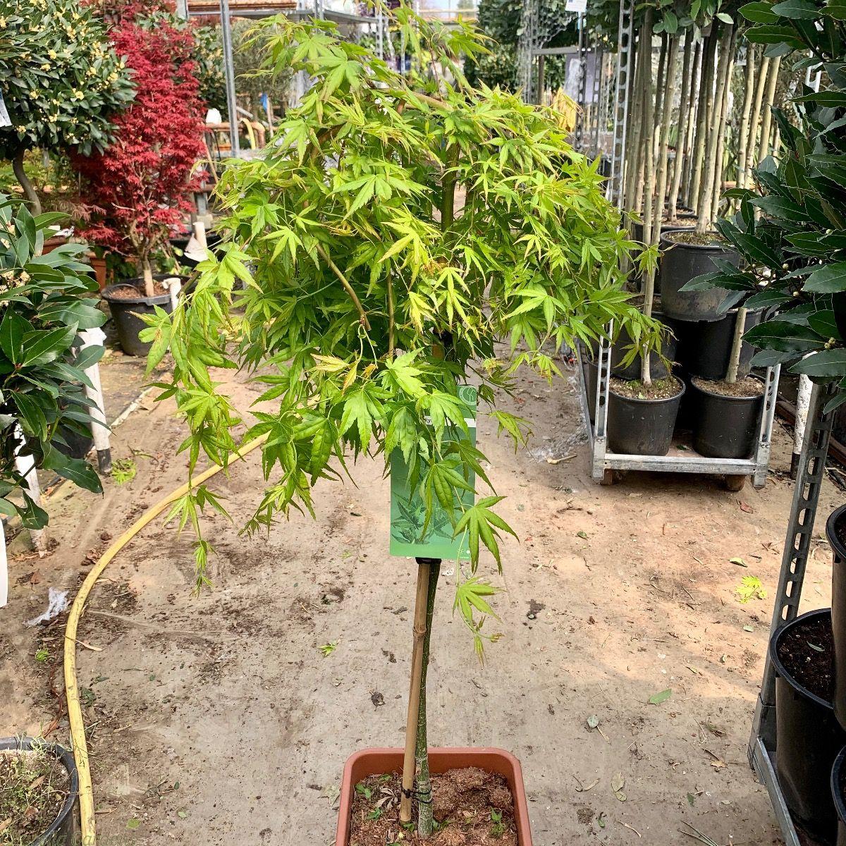 Acer Palmatum Ryusen - View 14 from www redcrocus com