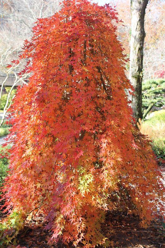 Acer Palmatum Ryusen - View 16 from www redcrocus com