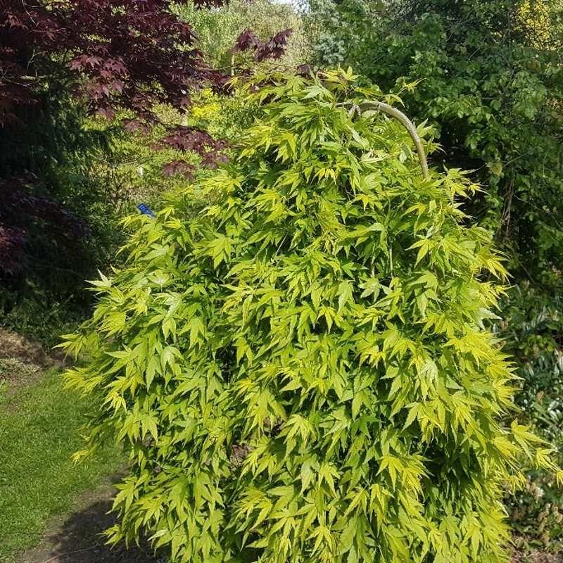 Acer Palmatum Ryusen - View 1 from www redcrocus com