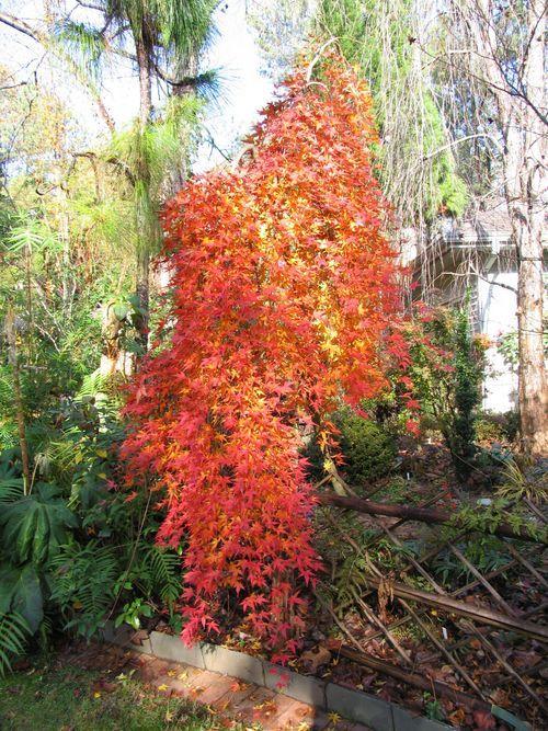 Acer Palmatum Ryusen - View 20 from www redcrocus com