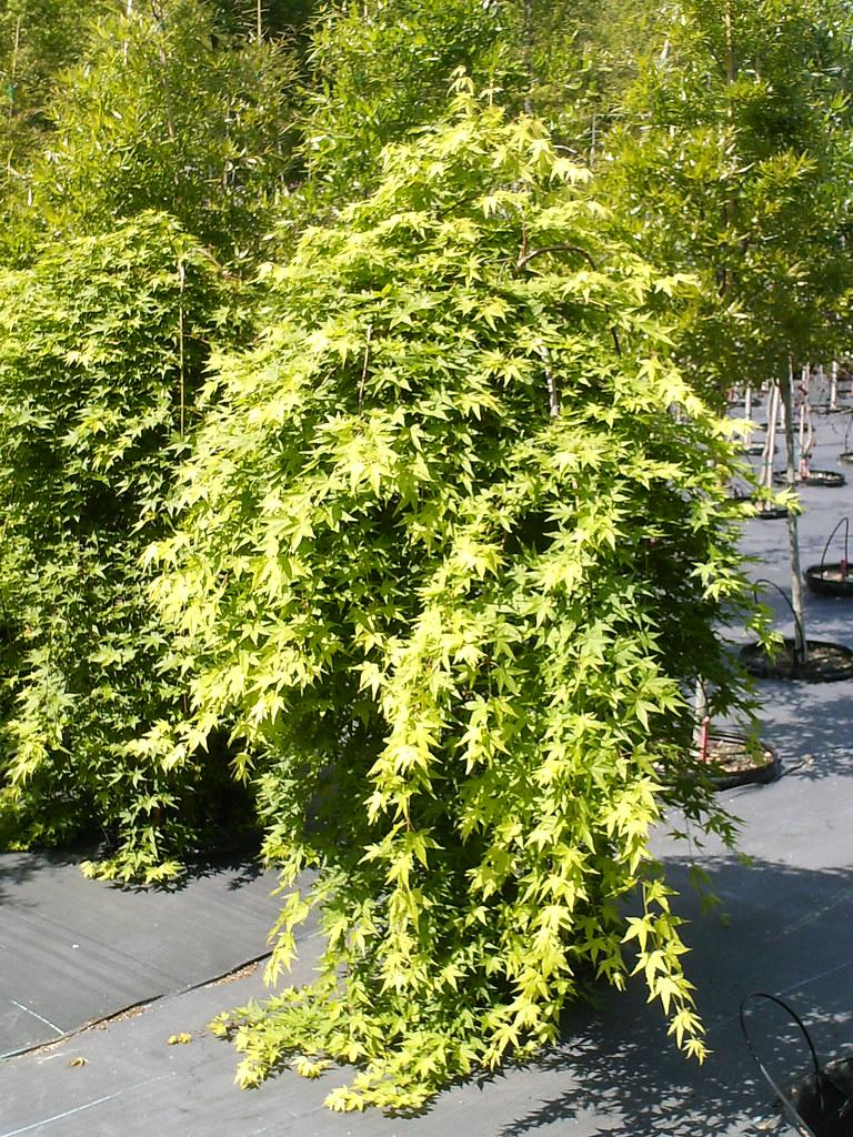 Acer Palmatum Ryusen - View 2 from www redcrocus com