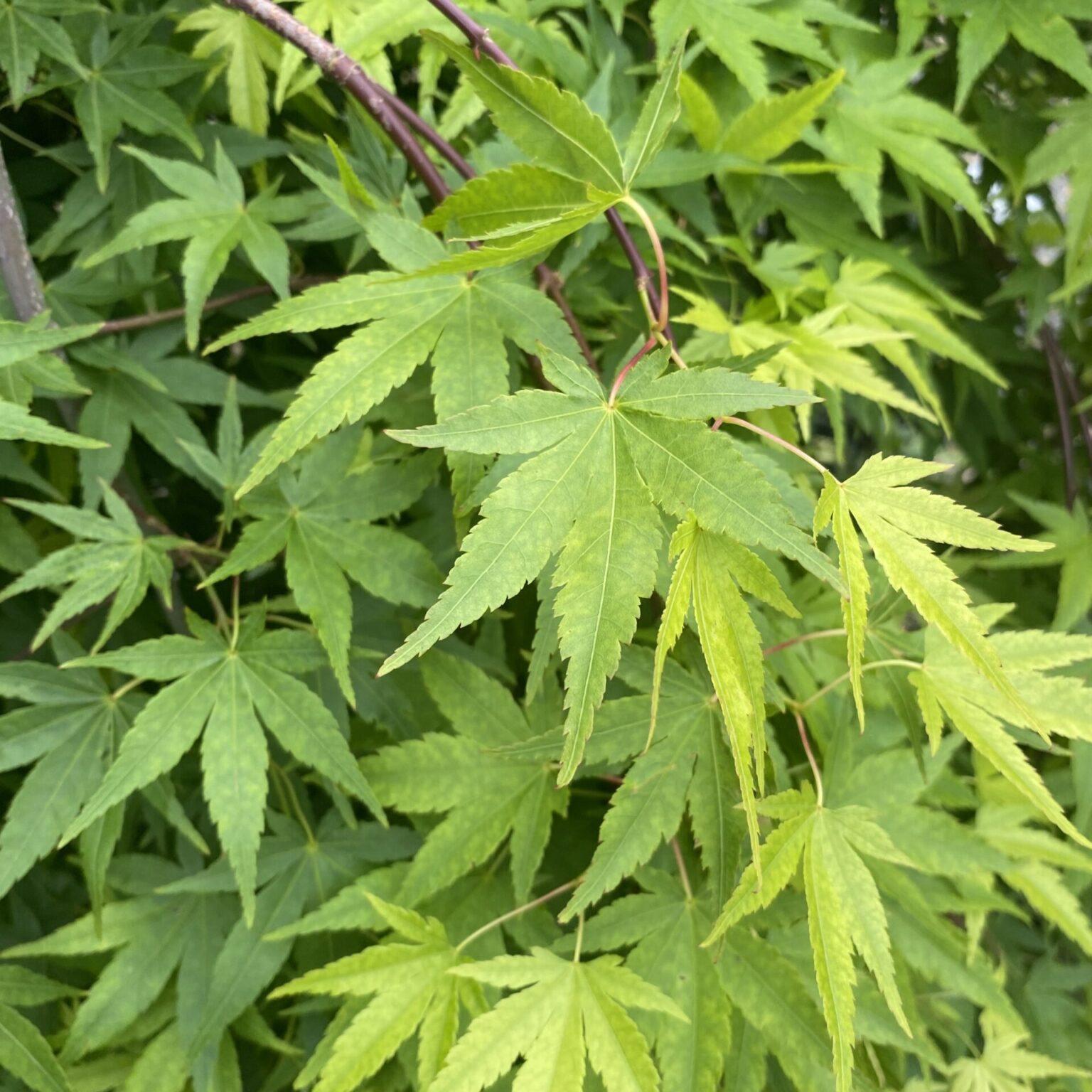 Acer Palmatum Ryusen - View 3 from www redcrocus com