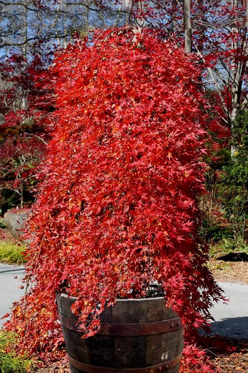 Acer Palmatum Ryusen - View 4 from www redcrocus com