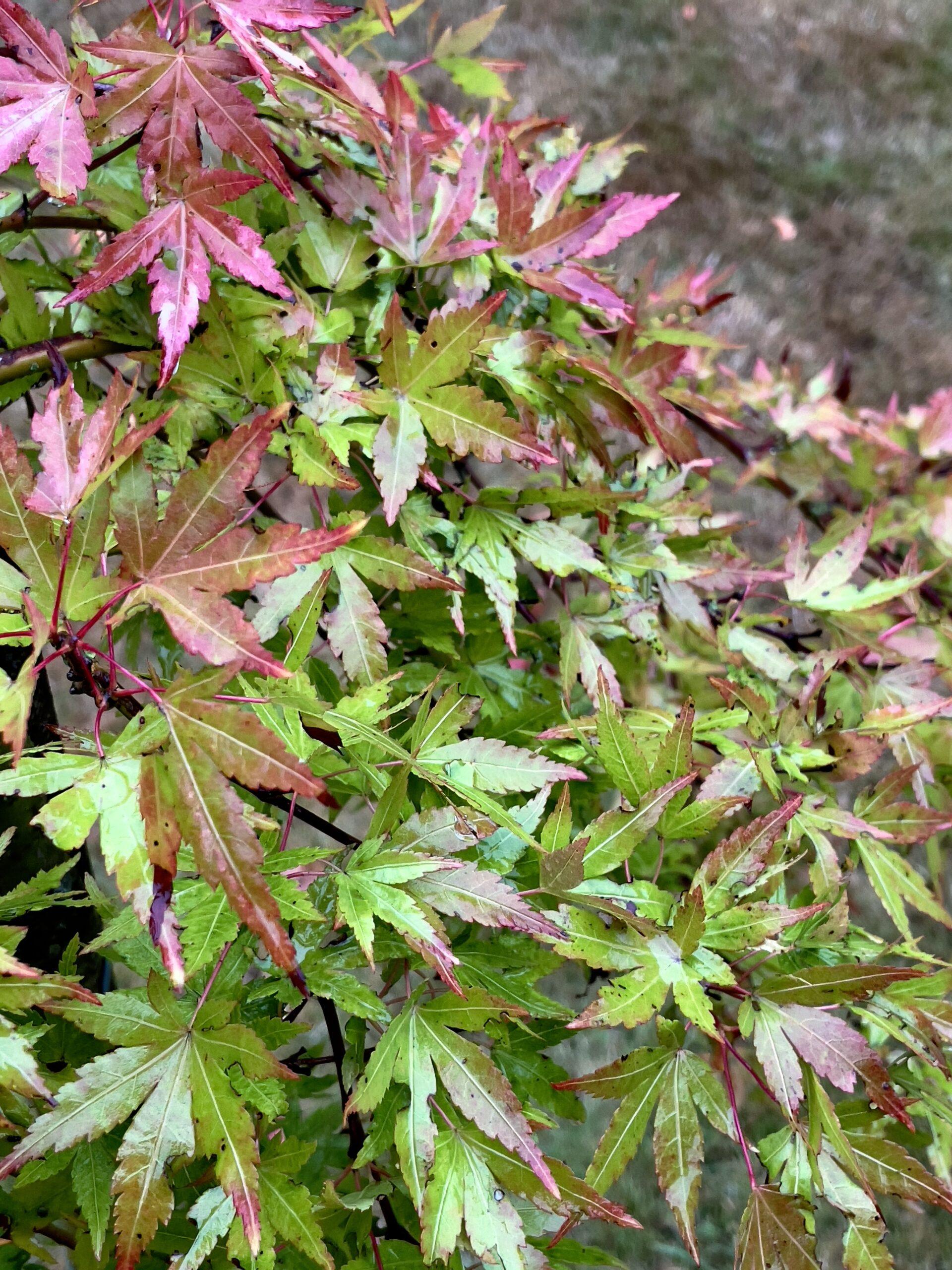 Acer Palmatum Ryusen - View 7 from www redcrocus com