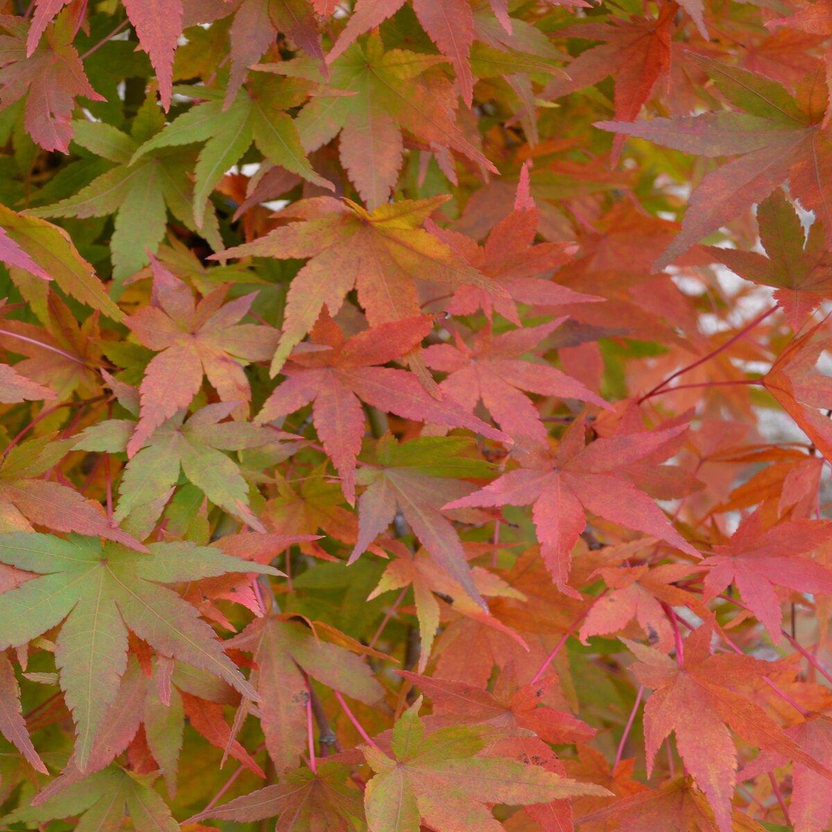 Acer Palmatum Ryusen - View 8 from www redcrocus com