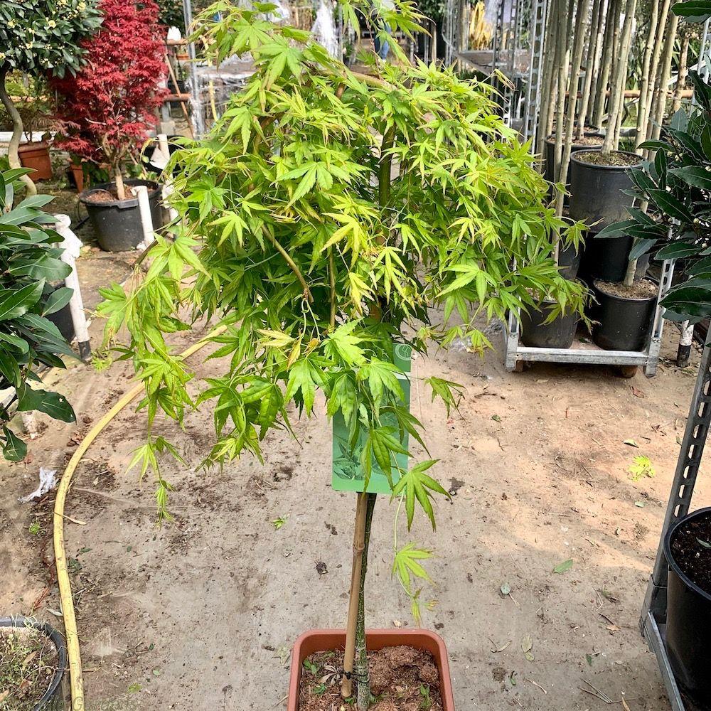 Acer Palmatum Ryusen - View 9 from www redcrocus com