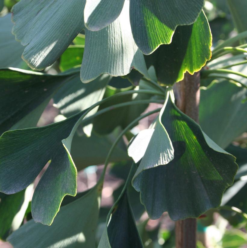 Ginkgo Biloba Magyar Single Stem - View 10 from www redcrocus com