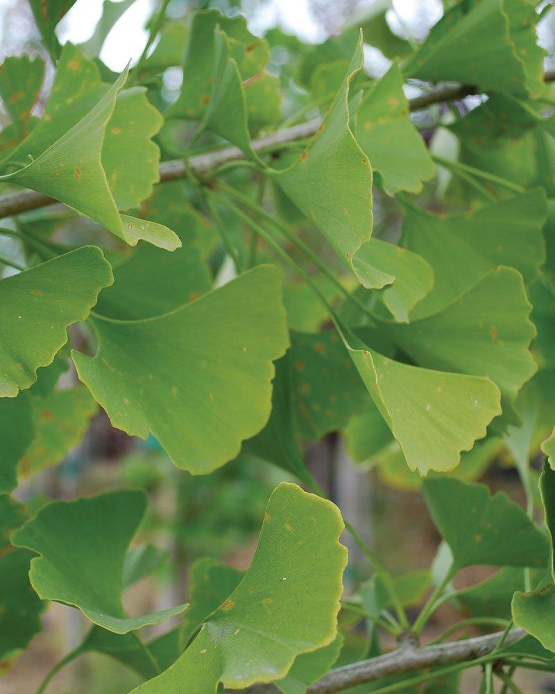 Ginkgo Biloba Magyar Single Stem - View 16 from www redcrocus com