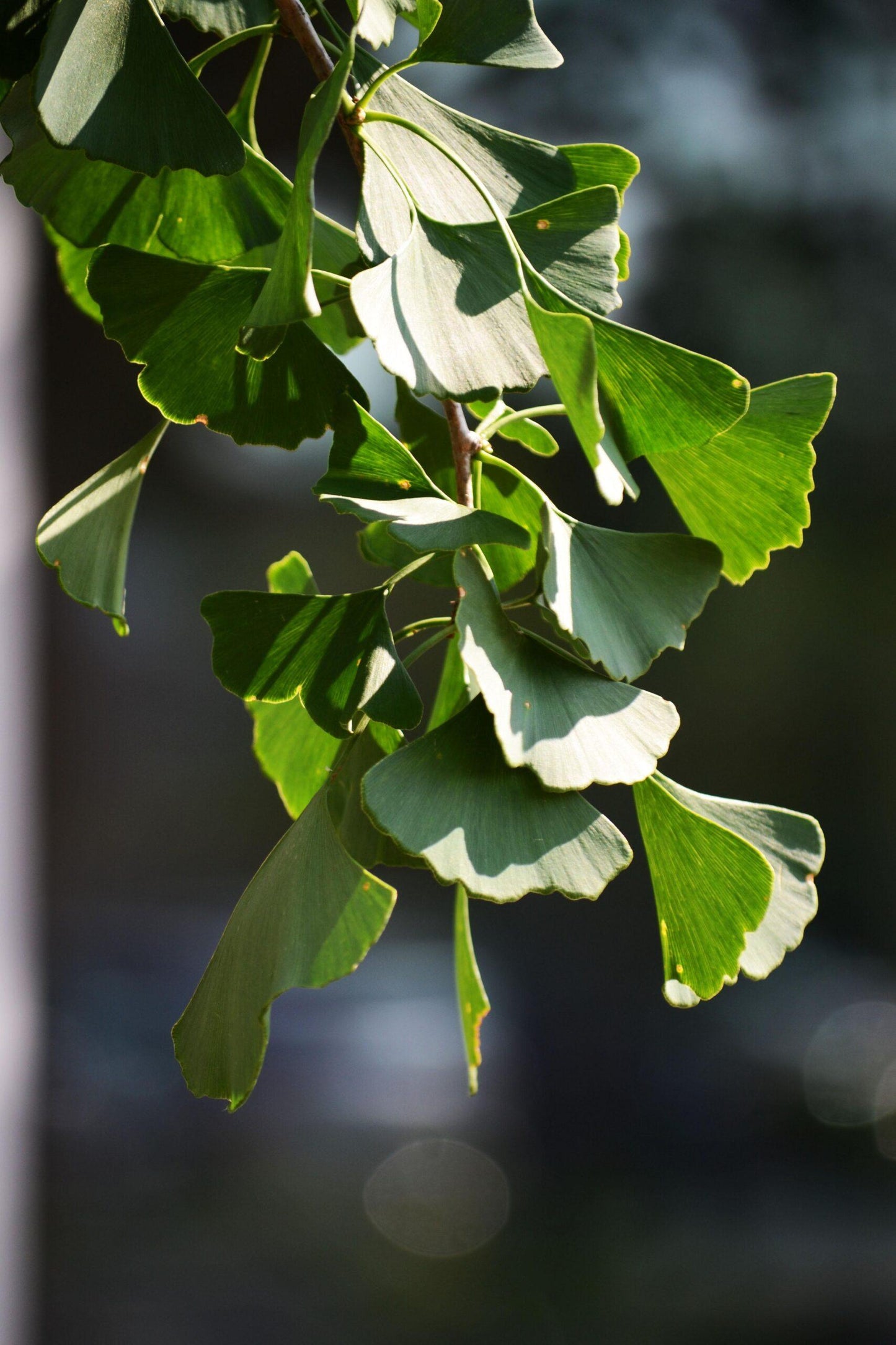 Ginkgo Biloba Magyar Single Stem - View 17 from www redcrocus com