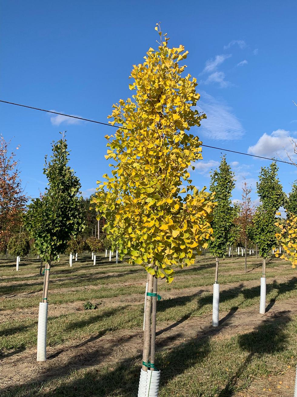 Ginkgo Biloba Magyar Single Stem - View 18 from www redcrocus com