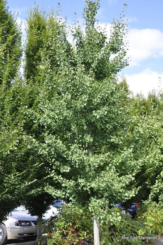 Ginkgo Biloba Magyar Single Stem - View 1 from www redcrocus com