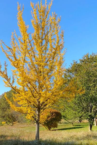 Ginkgo Biloba Magyar Single Stem - View 3 from www redcrocus com