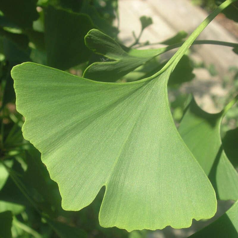 Ginkgo Biloba Magyar Single Stem - View 4 from www redcrocus com