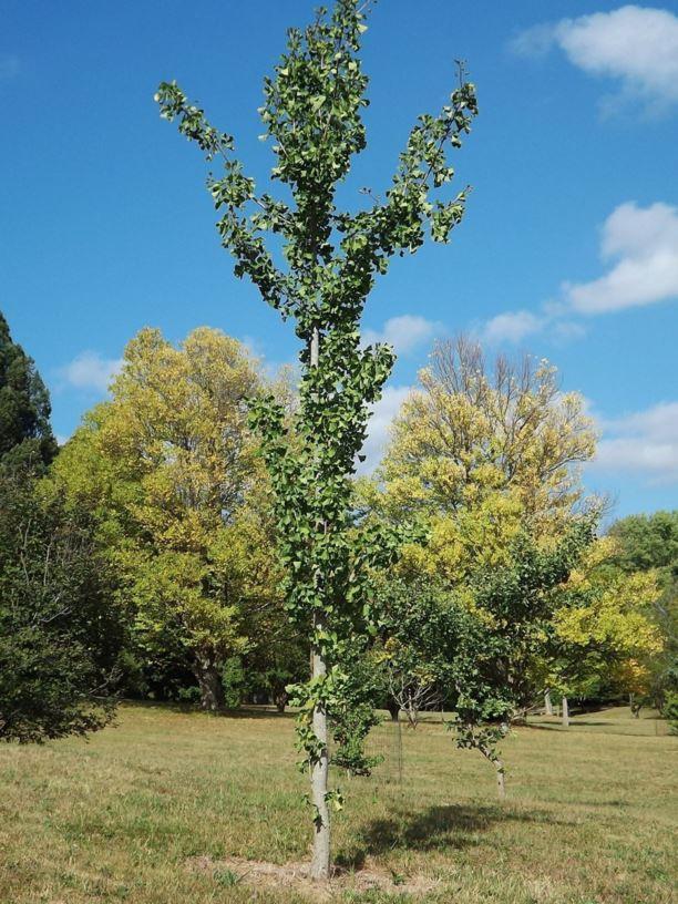 Ginkgo Biloba Magyar Single Stem - View 7 from www redcrocus com