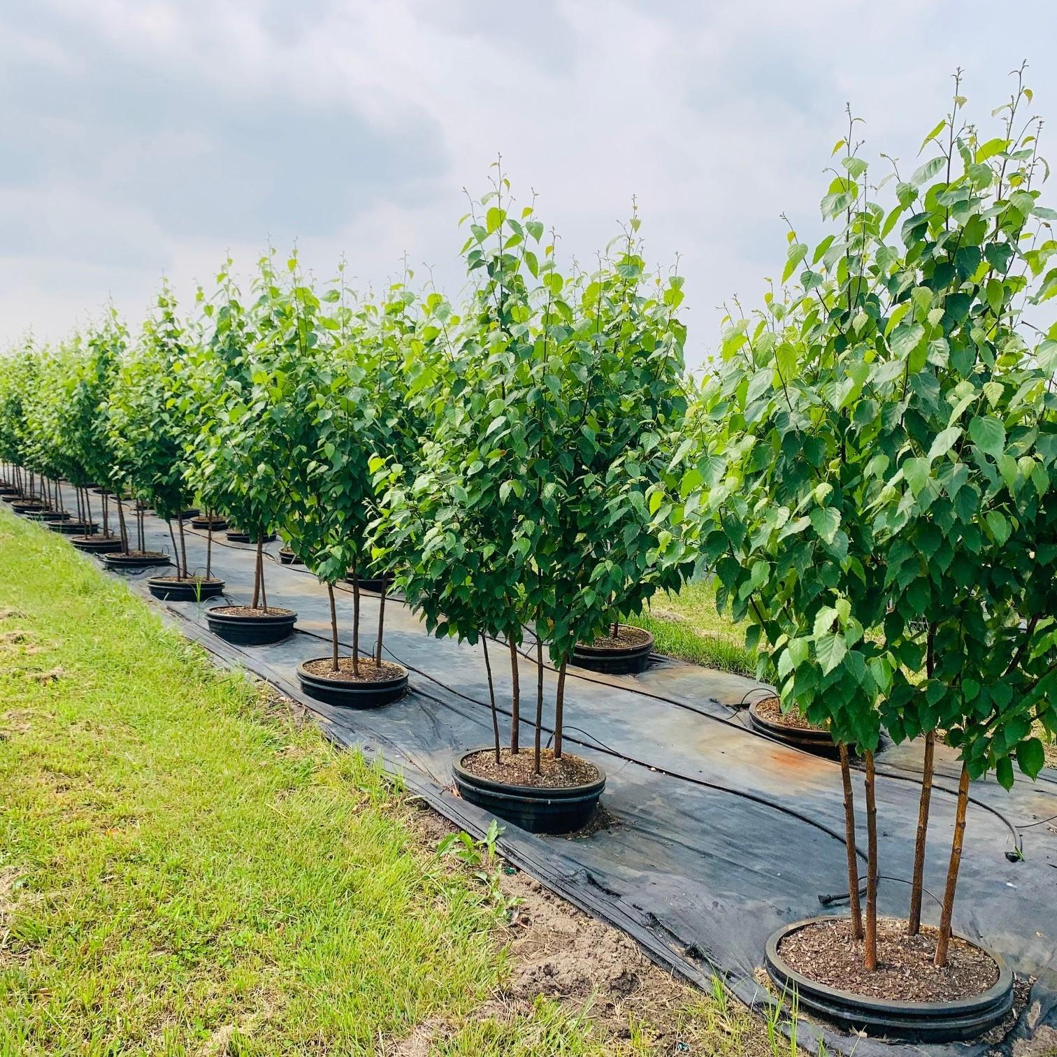 Betula Papyrifera Renaissance Oasis Multi Stem - View 5 from www redcrocus com