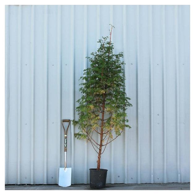 Metasequoia Glyptostroboides Single Stem - View 10 from www redcrocus com