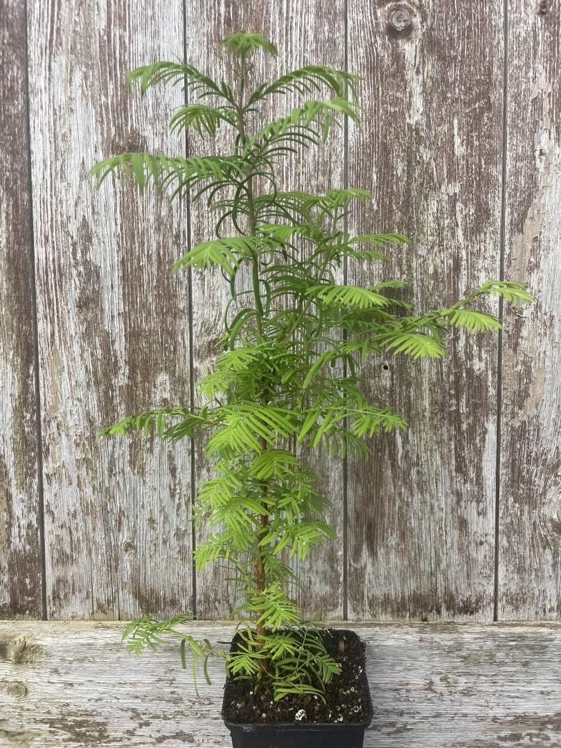 Metasequoia Glyptostroboides Single Stem - View 12 from www redcrocus com