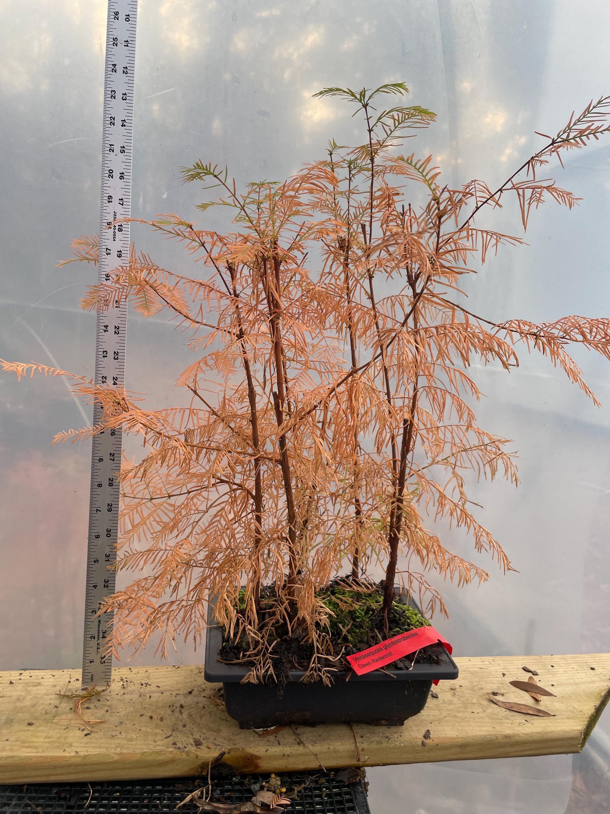 Metasequoia Glyptostroboides Single Stem - View 13 from www redcrocus com