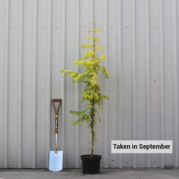 Metasequoia Glyptostroboides Single Stem - View 14 from www redcrocus com