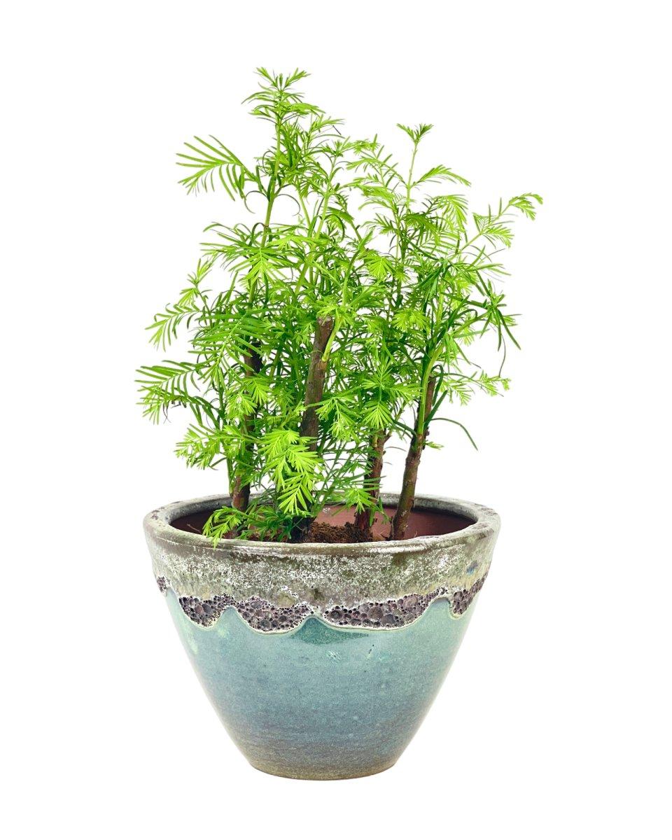 Metasequoia Glyptostroboides Single Stem - View 15 from www redcrocus com