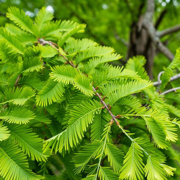 Metasequoia Glyptostroboides Single Stem - View 22 from www redcrocus com